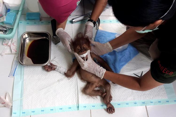 Orangutan mother blinded by air gun pellets in Indonesia