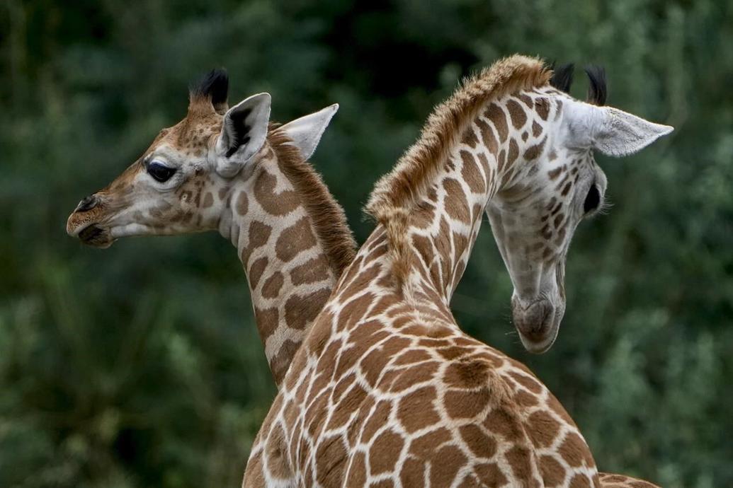 Eightyearold 'beloved' giraffe dies at Greater Vancouver Zoo