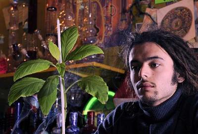 Salvia . . . a strange, legal high