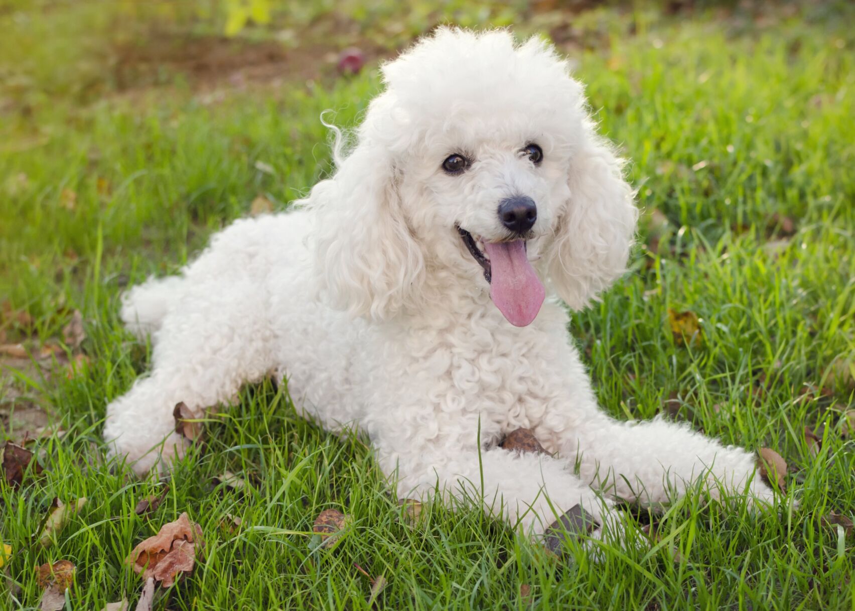 white dog.jpg