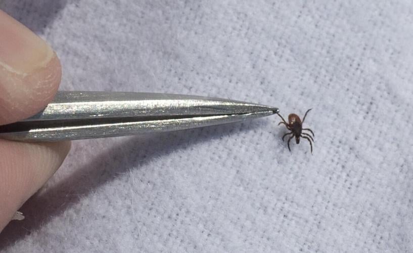 blacklegged_tick