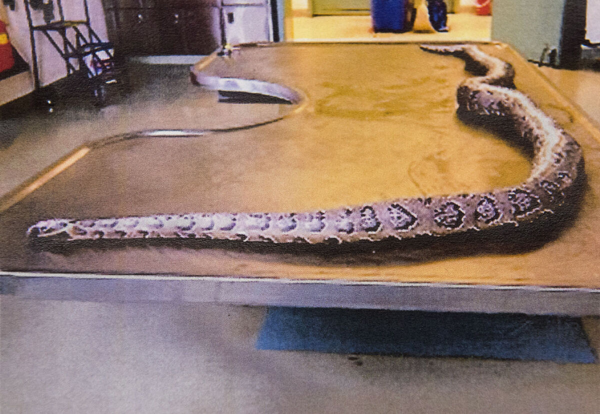 Escaped python coiled itself around brothers repeatedly bit