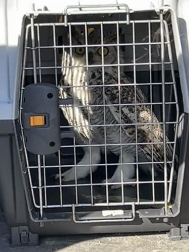Officers free owl stuck in netting outside Winnipeg police station