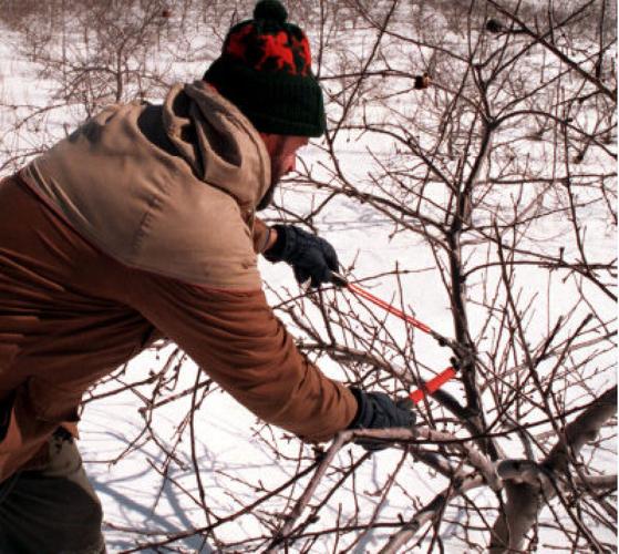 Pruning 101 and its healing powers