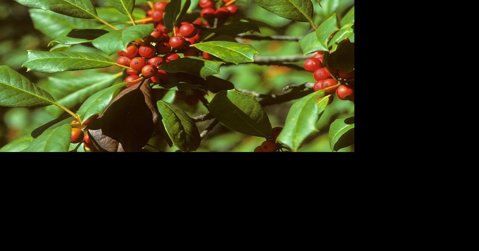 Deck your garden with boughs of holly, a plant rich in symbolism and evergreen beauty
