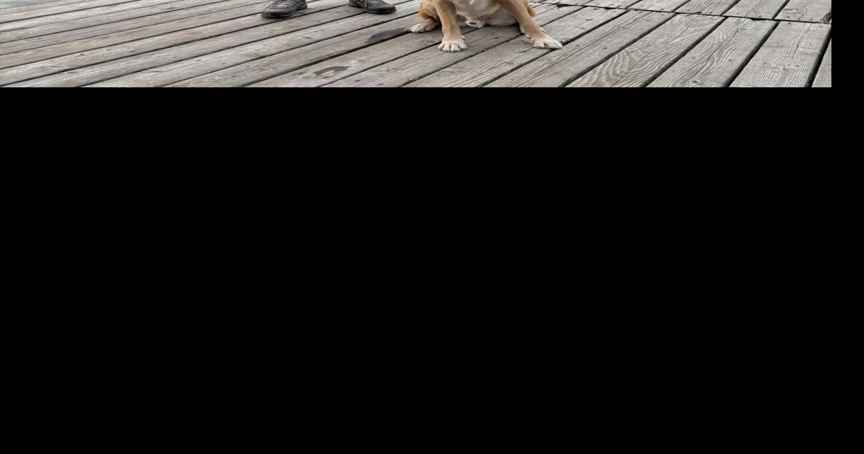 These readers always wanted to drive to the West Coast, and they brought their dog