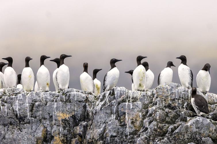 Bear Island, Seabirds Closeup CREDIT Swan Hellenic.JPG