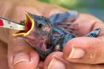 People aren’t the only ones hit by heat. What to do if you see wildlife affected by hot temperatures