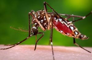 Florida confirms a death from dengue as the state struggles with one of its worst recent outbreaks