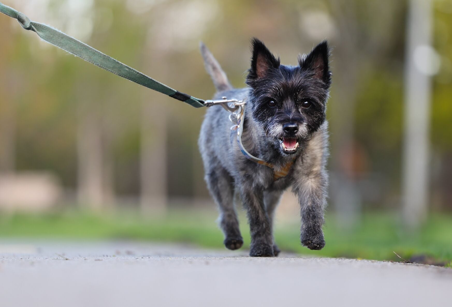 Would you share your dog with an ex? Inside the rise of ‘pet-nups’ and ...