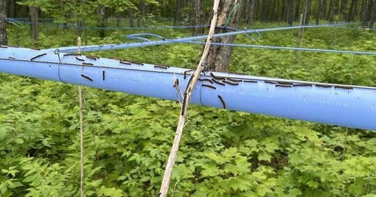 Maple Tree Insecticide As caterpillars eat N.B. maple leaves, syrup producers consider ...