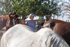 Retired and rescued: Old horses live out their final years at River Thunder Ranch
