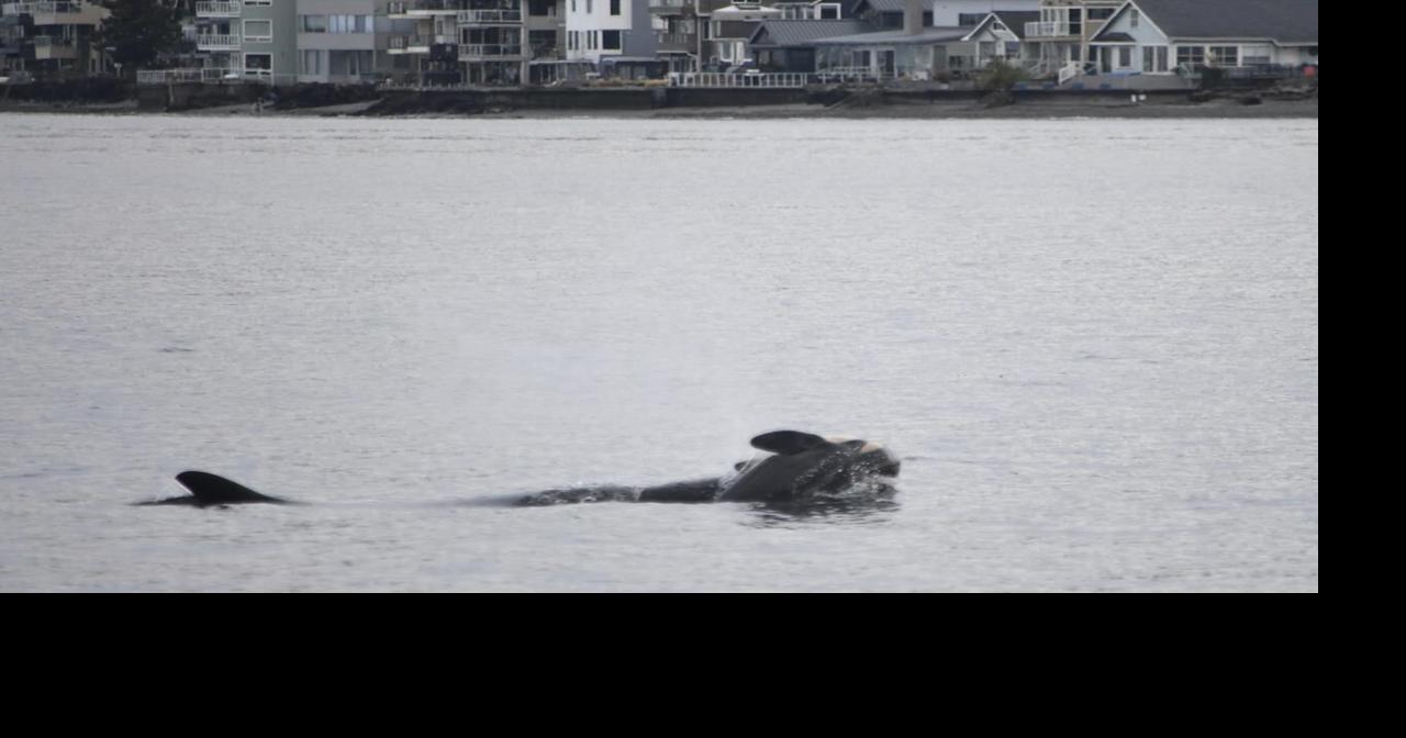 'She has lost someone dear': Professor hopes orca's 'grief swim' spurs ...