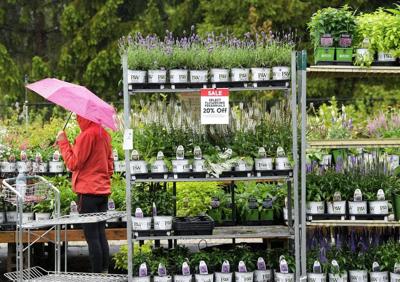 Blooms may be delayed by cold weather but plants 'tougher than the gardeners'