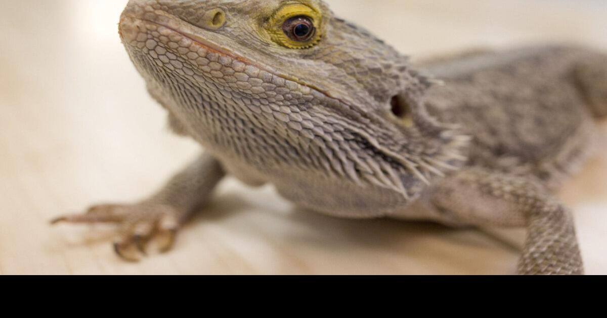 This bearded dragon likes raspberries and a good tune