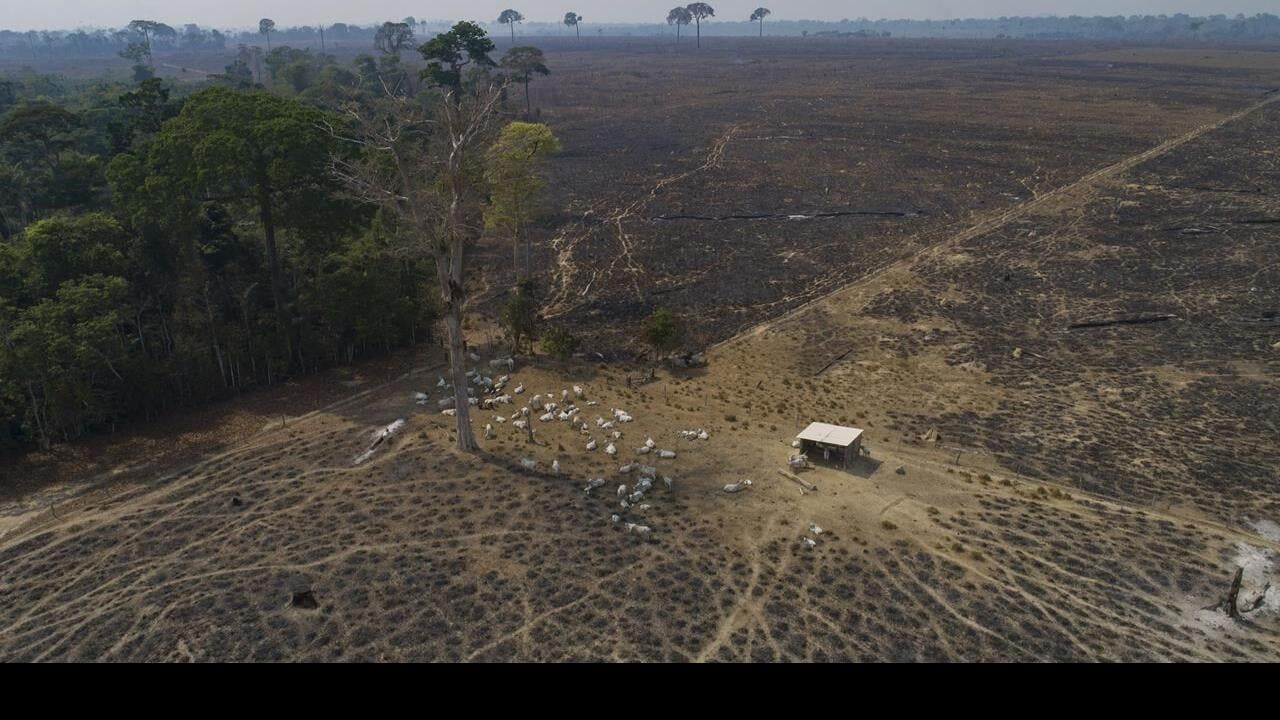 Deforestation in the  has dropped 34%, reversing trend under Bolsonaro