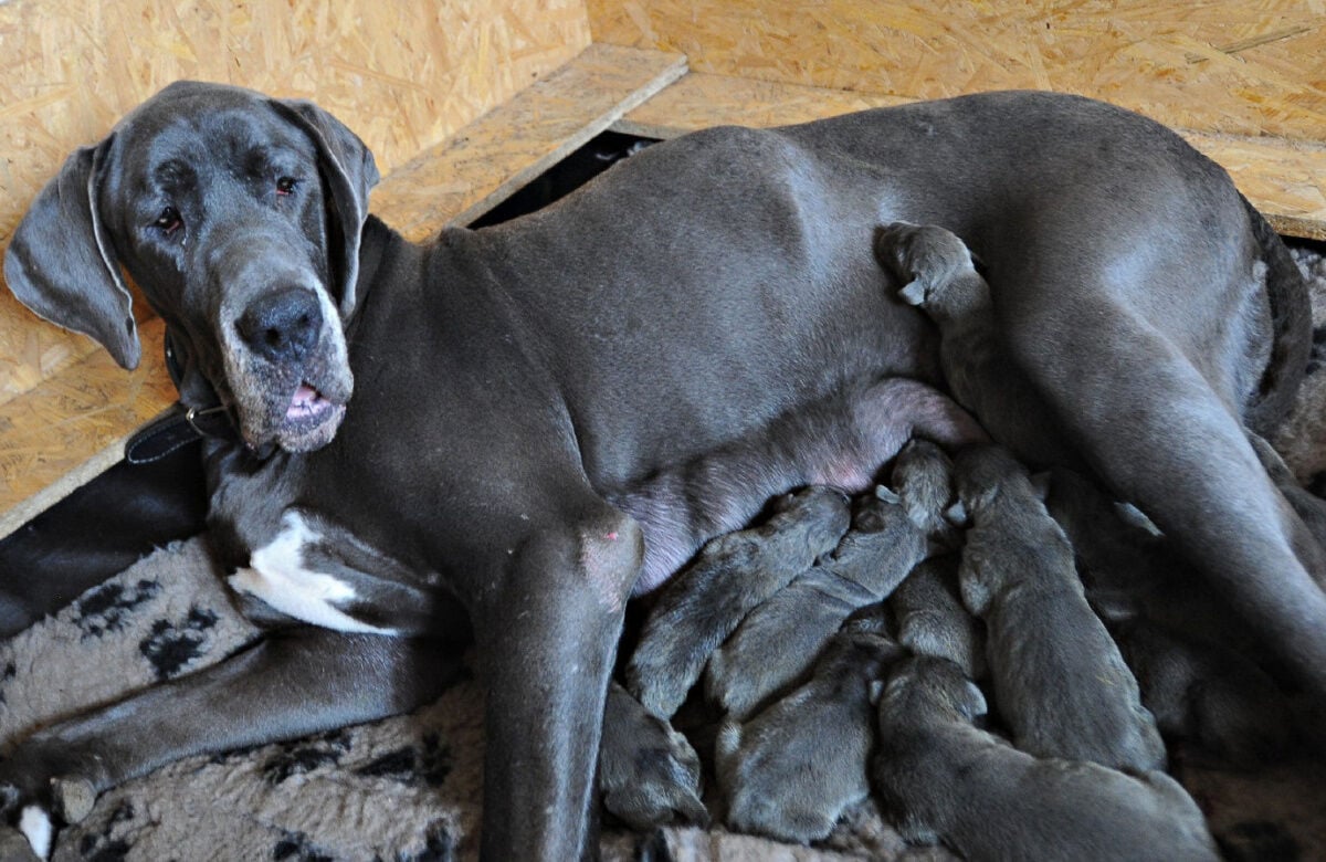 Born great hot sale great danes