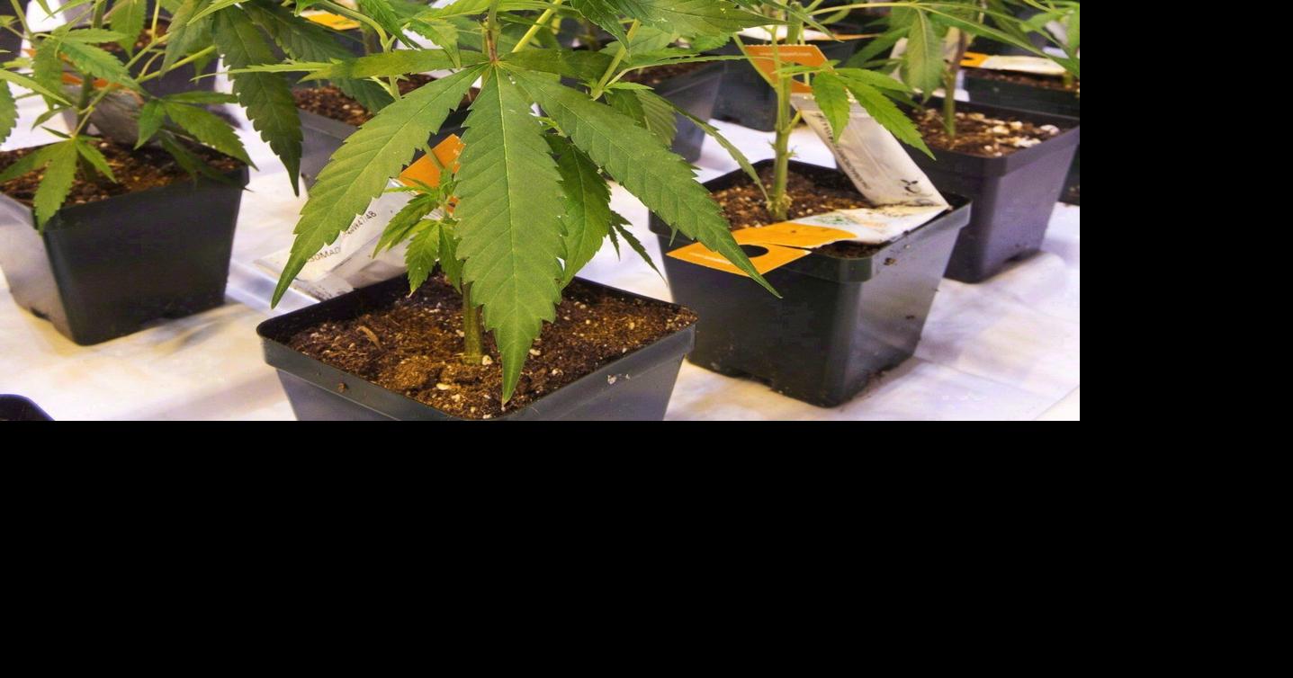 Aurora Cannabis urges shareholders to reject hostile takeover offer by Curaleaf