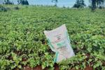 The war in Iran sparks a global fertilizer shortage and threatens food prices