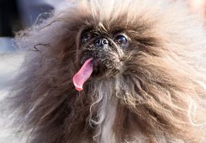 'Wild Thang,' an eight-year-old Pekingese, is crowned this year's World's Ugliest Dog