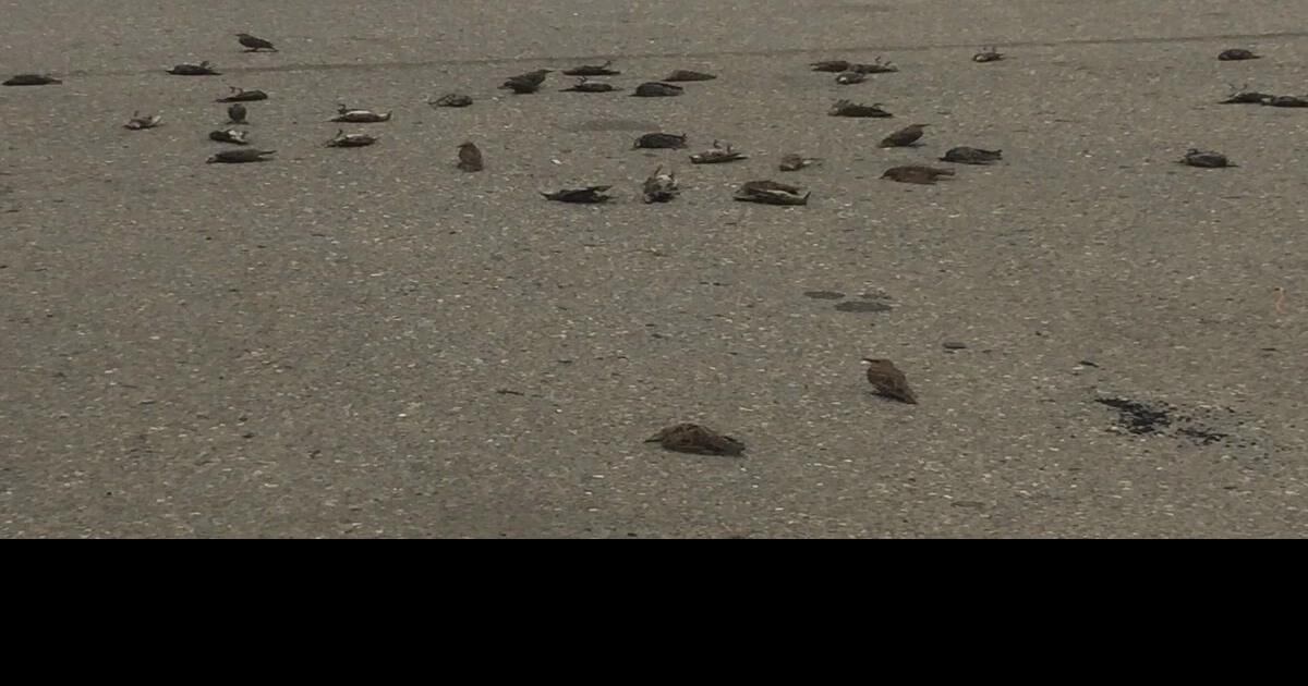 Mysterious death of 42 birds was natural, necropsy finds