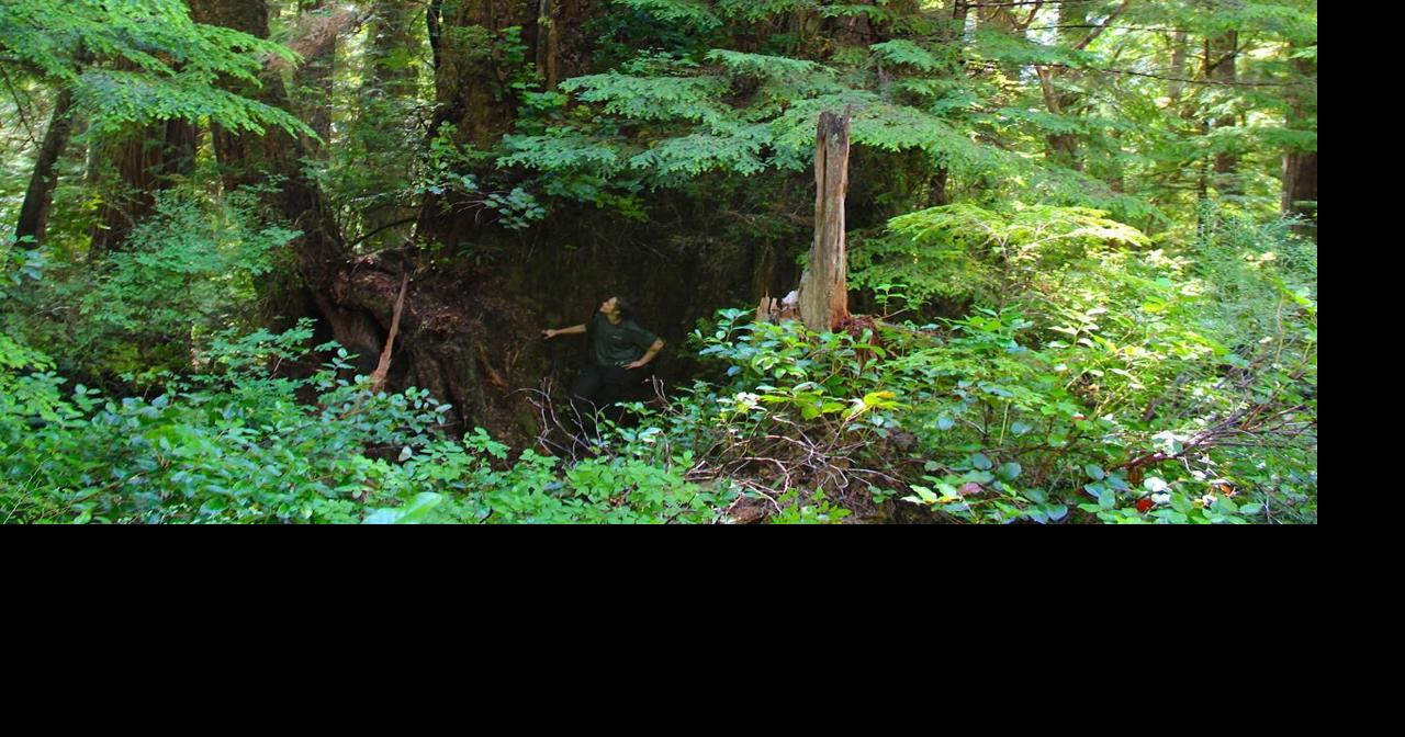 The quest for an ancient colossus, in the wild rainforest of B.C.