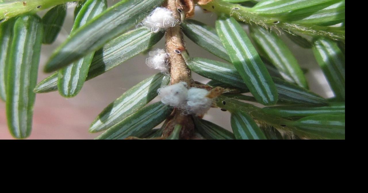 Tiny beetle to the rescue of N.S. hemlocks attacked by woolly invasive ...