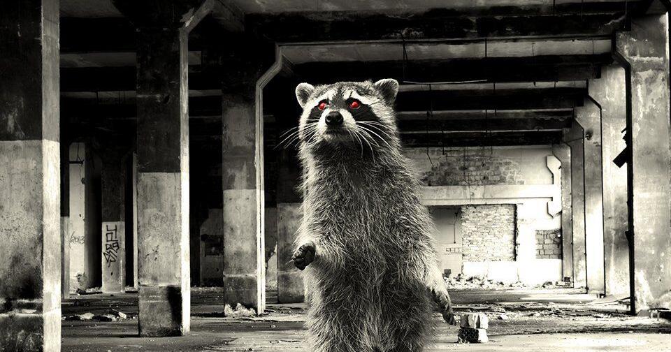 Zombie raccoon' virus, or canine distemper, can infect dogs