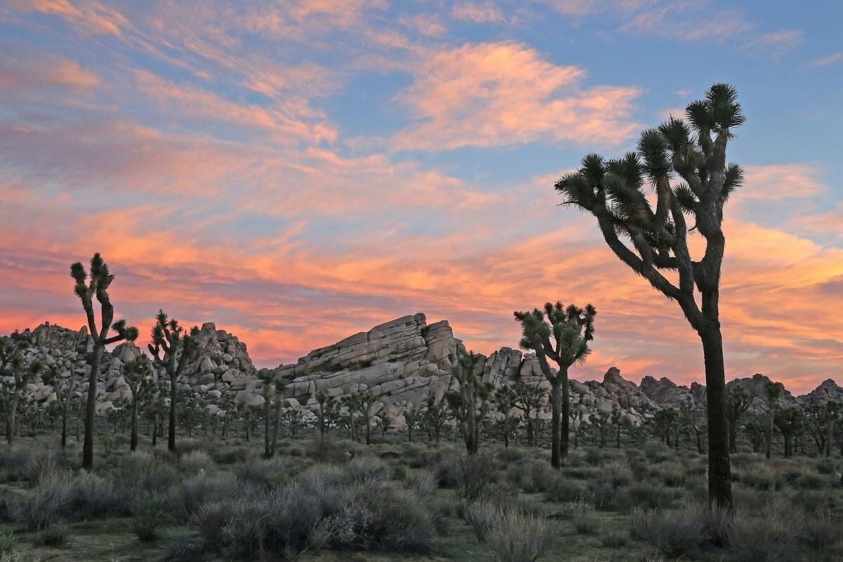 Instead of arid emptiness in the California desert I found resilience