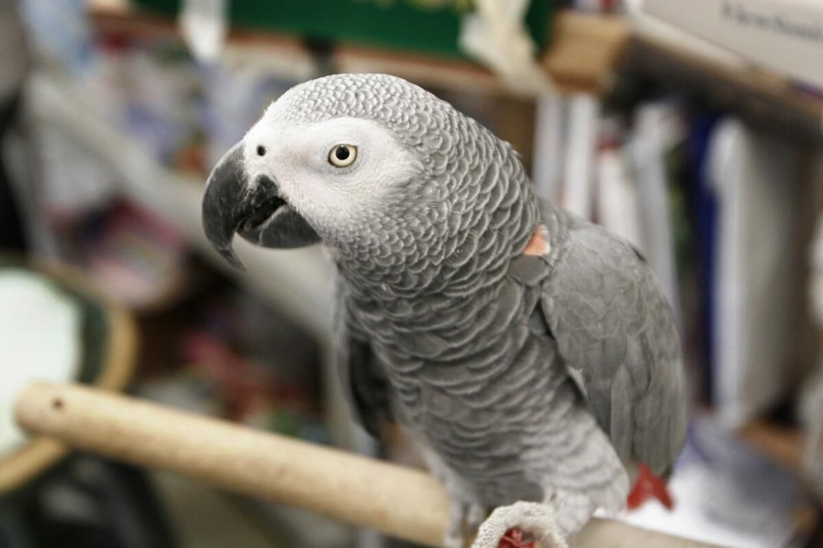 Craigslist best sale pets birds