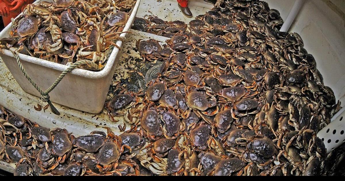 Second pile of rotting Dungeness crabs found in northwestern B.C.