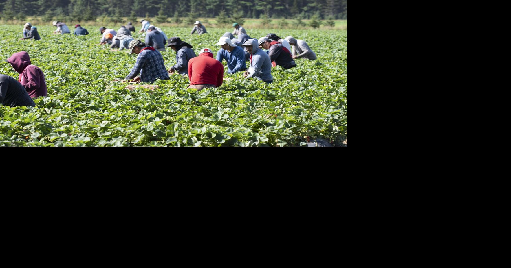 Canada is letting rural employers hire more temporary foreign workers. Economists say it's a misstep