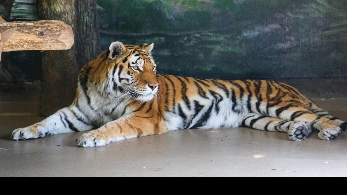 Endangered Bengal tiger cub born at Nicaragua zoo
