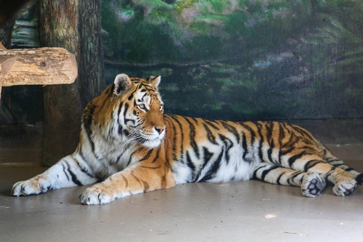 There were tears': Death of newborn tiger cub a painful loss for