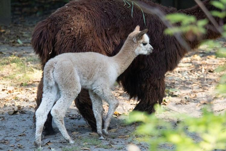 Baby alpaca Carmela takes first wobbly steps at Vancouver zoo