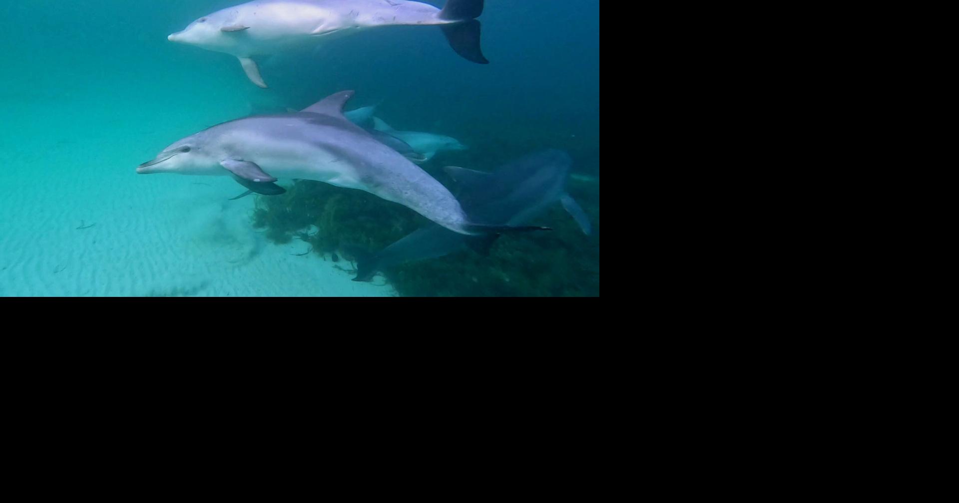 In Australia, experiencing the magic of Kangaroo Island, where we see dolphins, seals, koalas, kangaroos, penguins … and feast on culinary delights