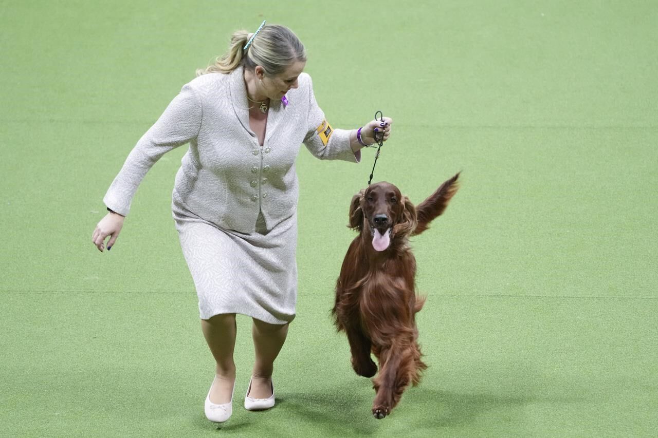 Westminster dog show irish sales setter