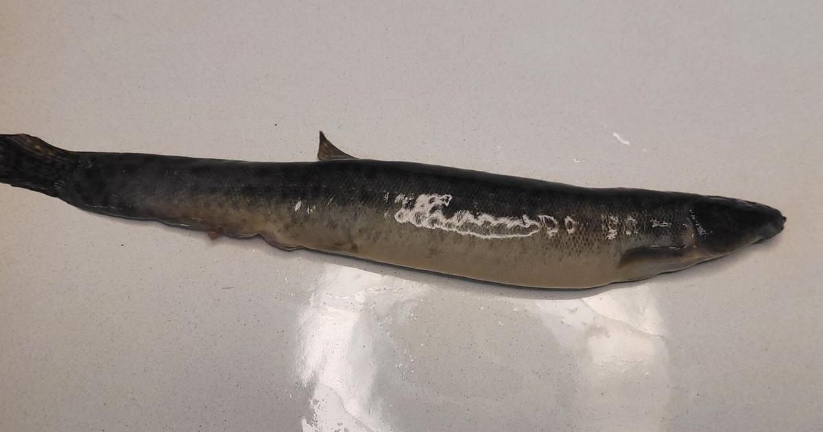 Invasive Sc Fish Invasive fish captured in N.S. is first of such species found in ...