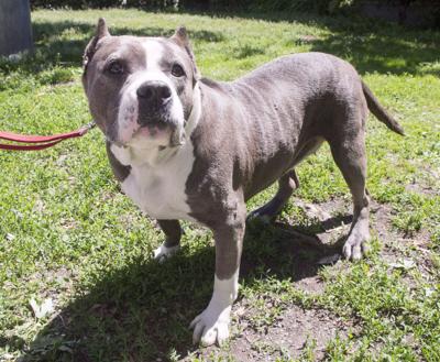 es legal el pit bull terrier americano en malta