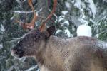 B.C. allowed logging in caribou habitat despite its own ministry's recommendation