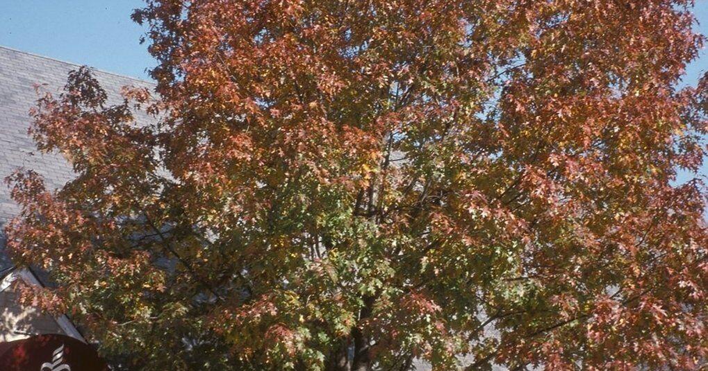 Oaks, asters and 6 other 'keystone' native species to plant for biodiversity