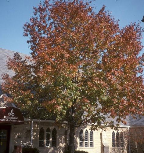 Oaks, asters and 6 other 'keystone' native species to plant for biodiversity