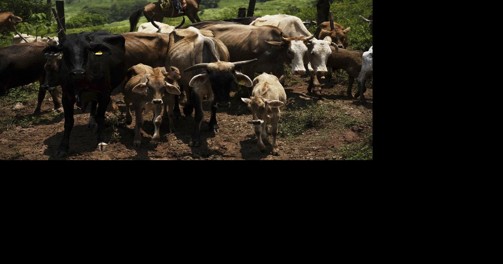 Canada temporarily blocking livestock from Texas due to New World screwworm
