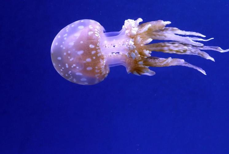 Group calls for Halifax aquarium after thousands visit touch tank