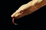 Photos show snakes auditioning for a role at New York’s Metropolitan Opera