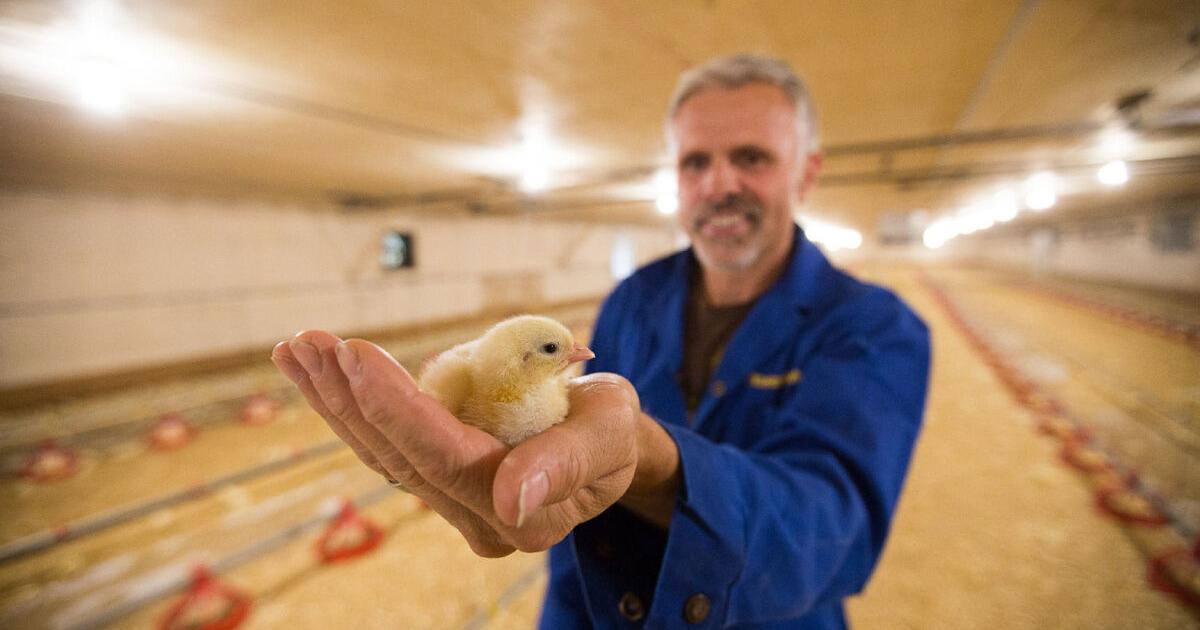 Canadian chicken farmers are rethinking antibiotics: The New Farm