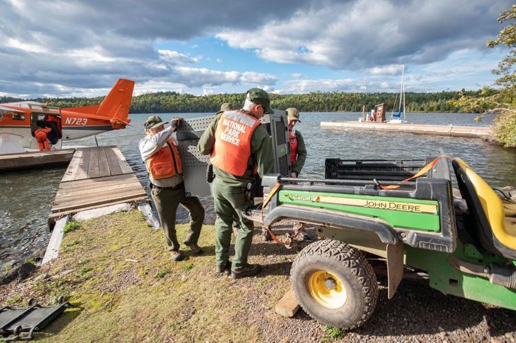 Unexpected medical issue grounds Isle Royale wolf-moose survey