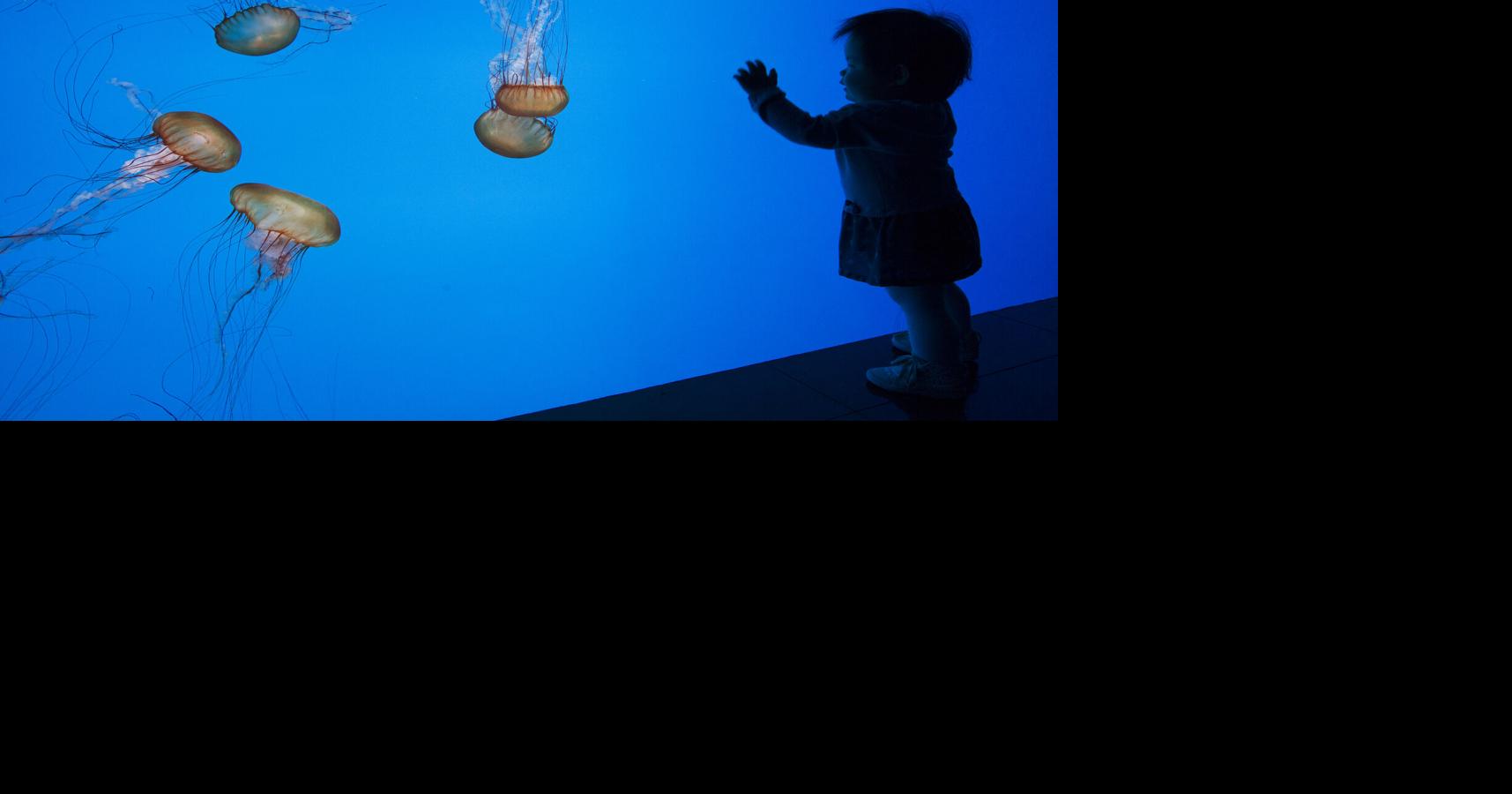 Group calls for Halifax aquarium after thousands visit touch tank