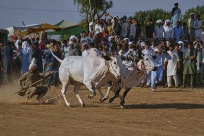 AP PHOTOS: In Pakistan, people don't run with bulls. They race them. In spectacular style