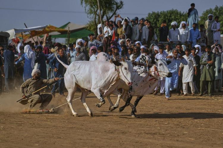 AP PHOTOS: In Pakistan, people don't run with bulls. They race them. In spectacular style